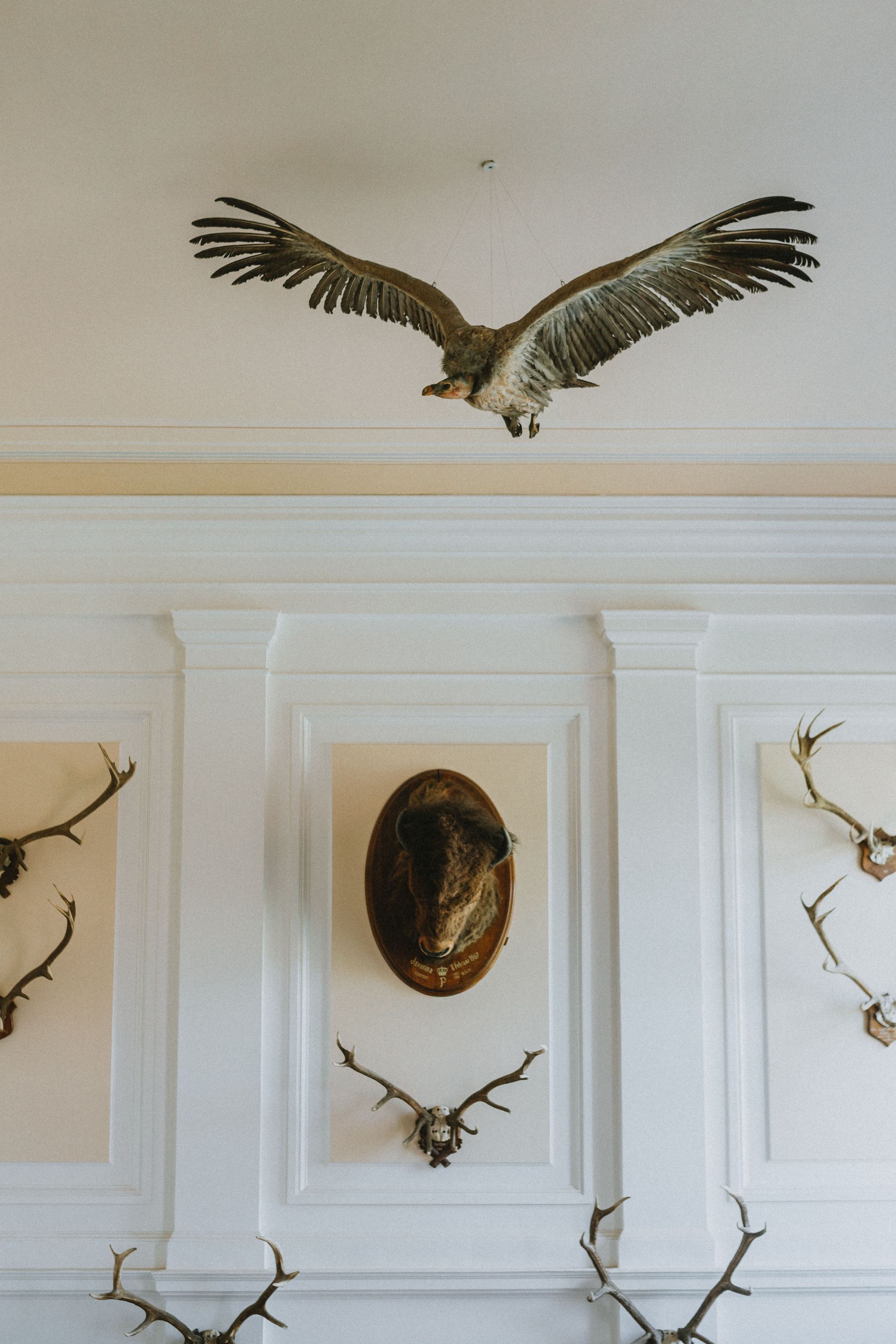 Bird mounted with wings spread above a white paneled wall displaying antlers and a mask