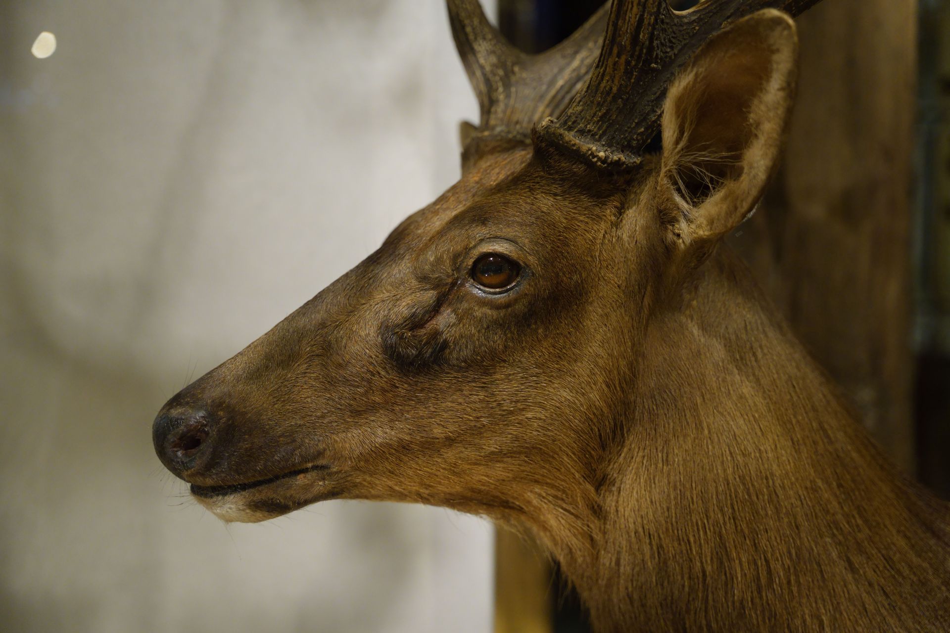 Close-up of a brown deer with small antlers, facing left indoors.