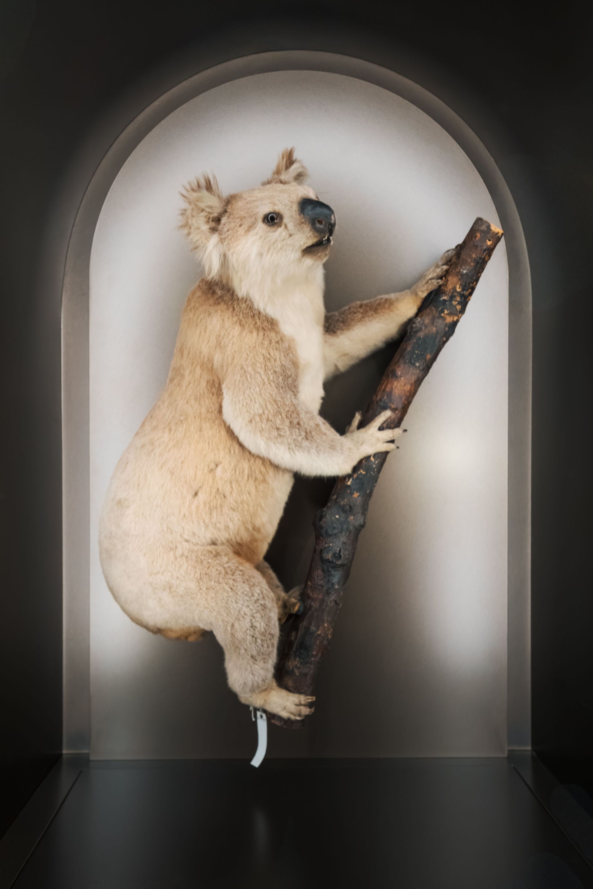 Taxidermy koala clinging to a branch inside an arched display niche