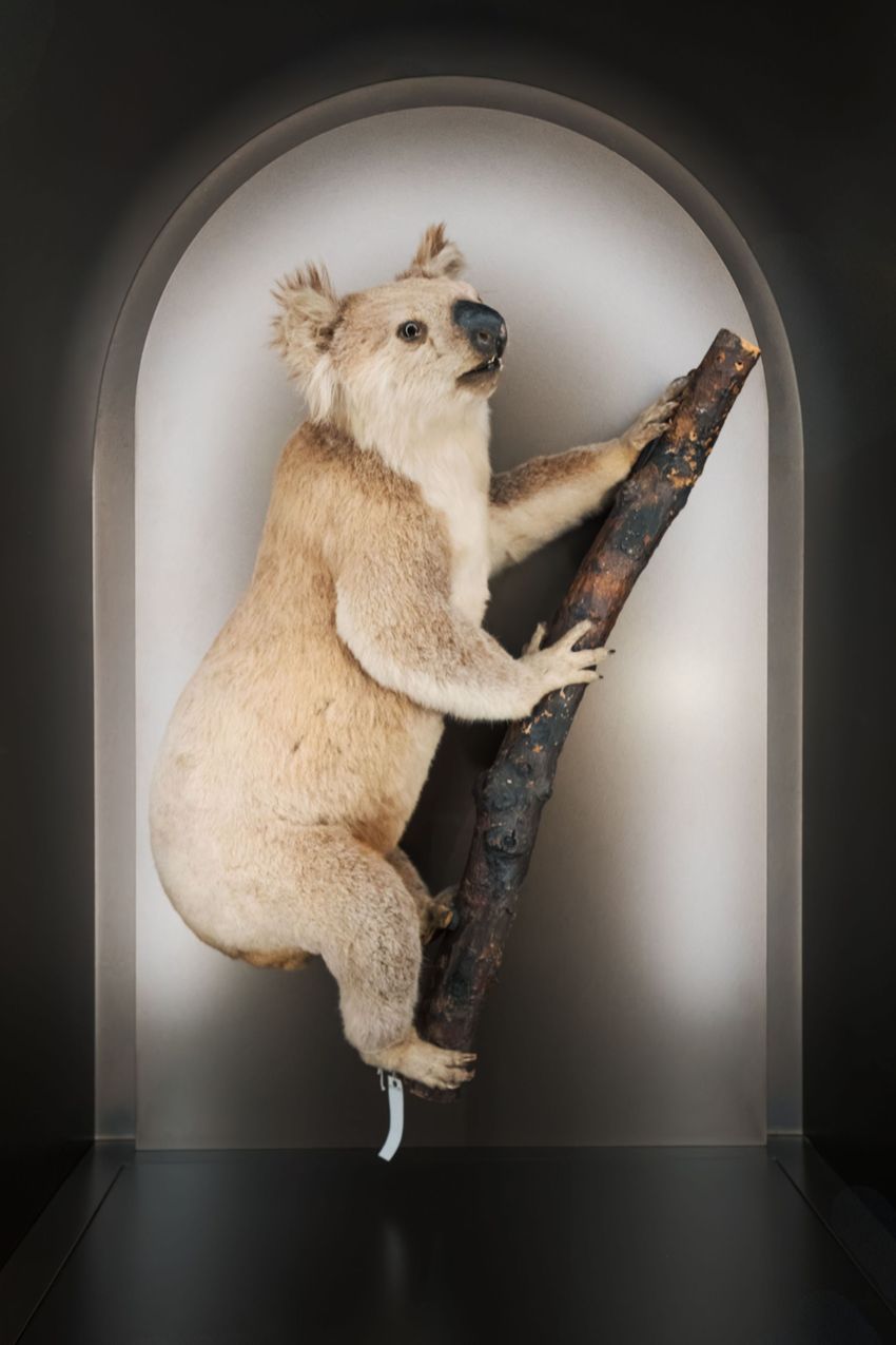 Taxidermy koala clinging to a branch in a display niche