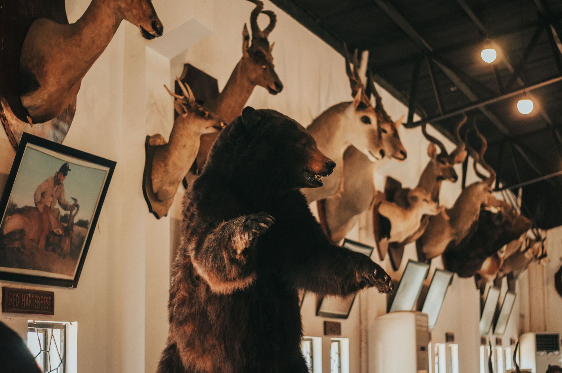 Mounted animal heads and a black bear rug displayed on a wall in a taxidermy-style interior