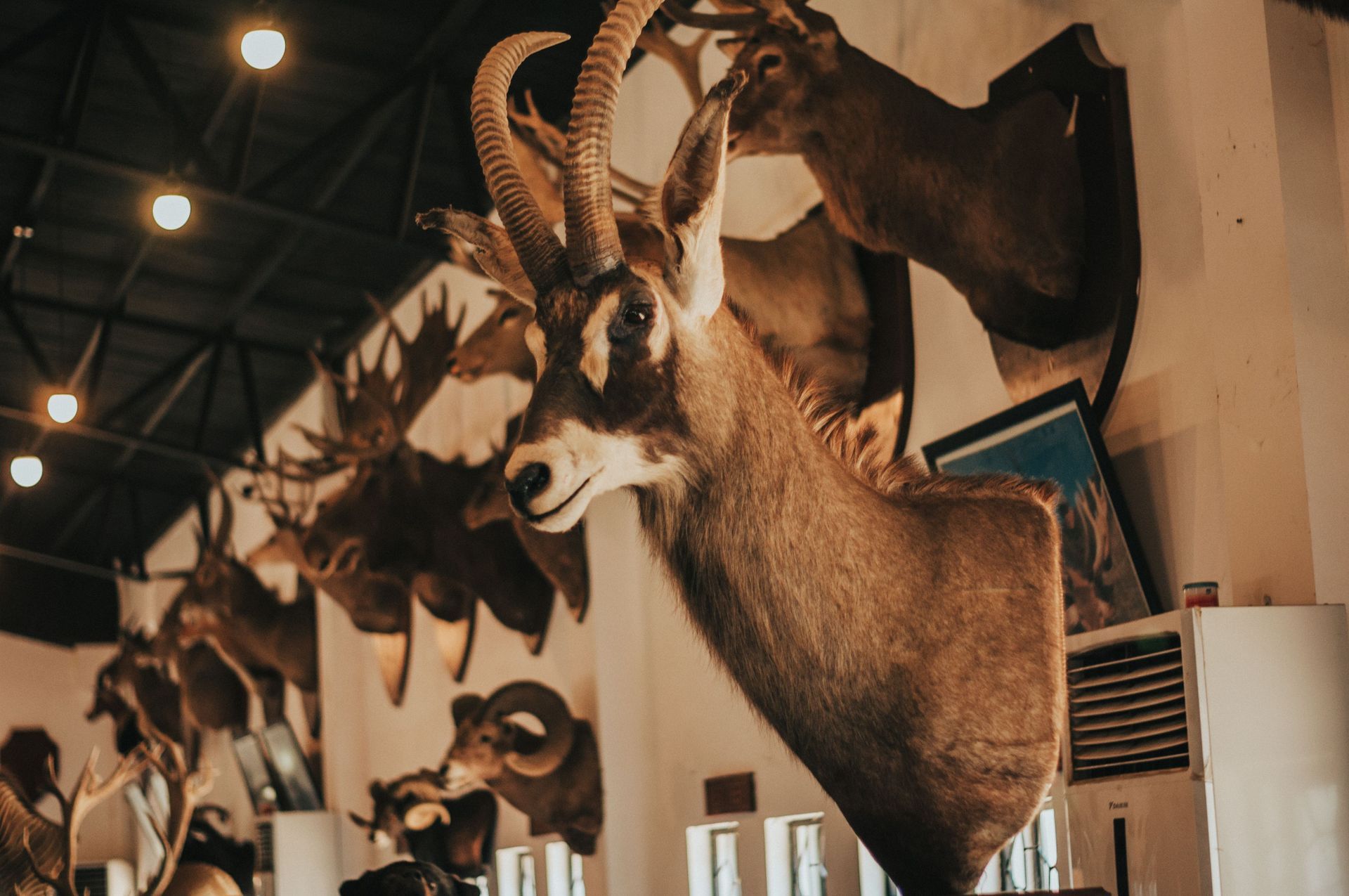 Mounted antelope and other taxidermy heads displayed in a museum-like interior with warm lighting