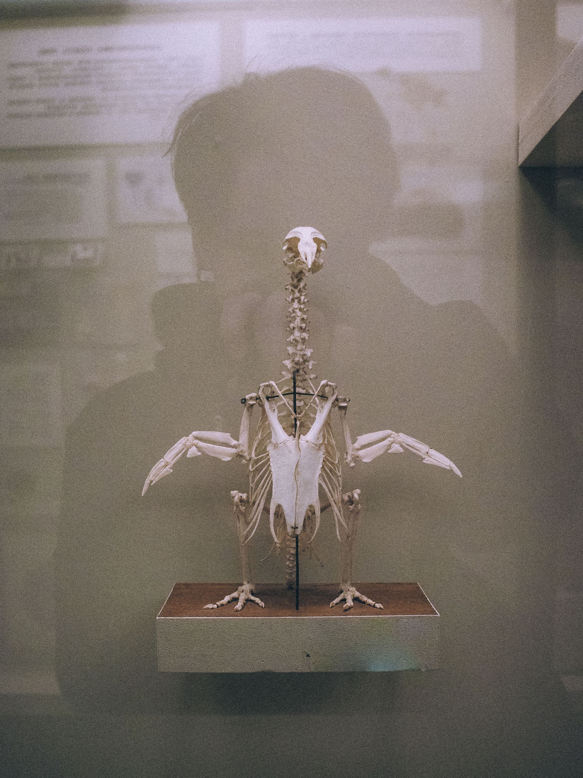 Small skeleton bird specimen mounted on a base behind glass in a museum display.