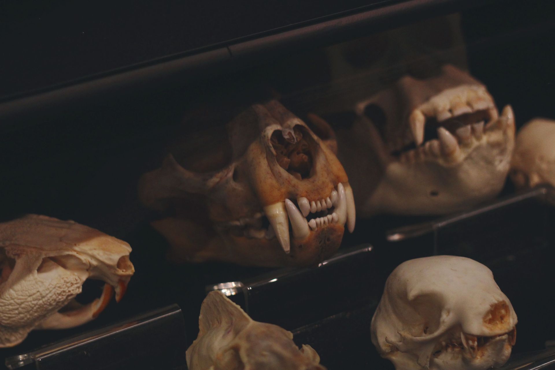 Skulls and animal skulls displayed on dark shelves in a dimly lit museum exhibit
