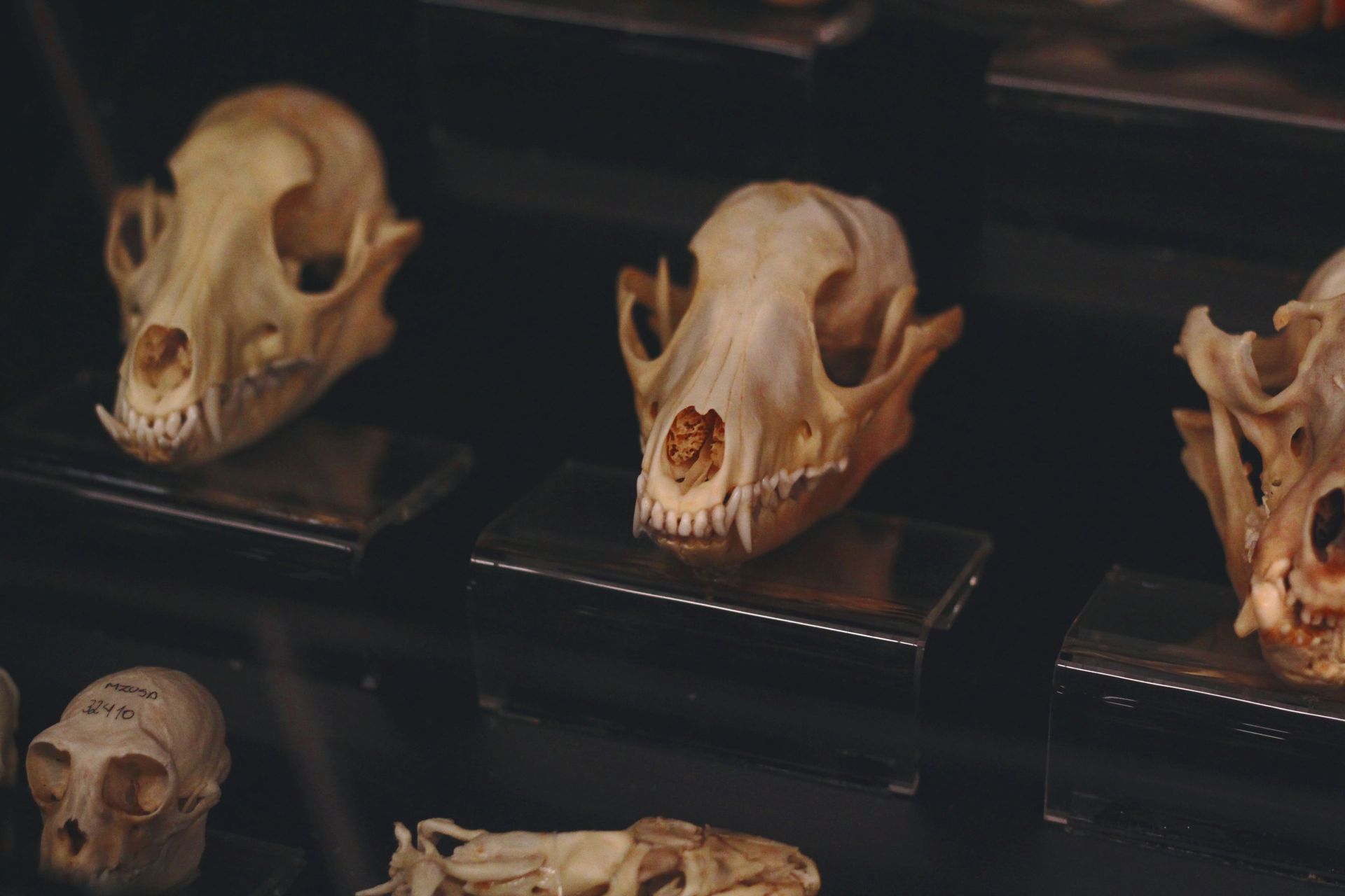 Animal skulls displayed in a dark museum case on black stands