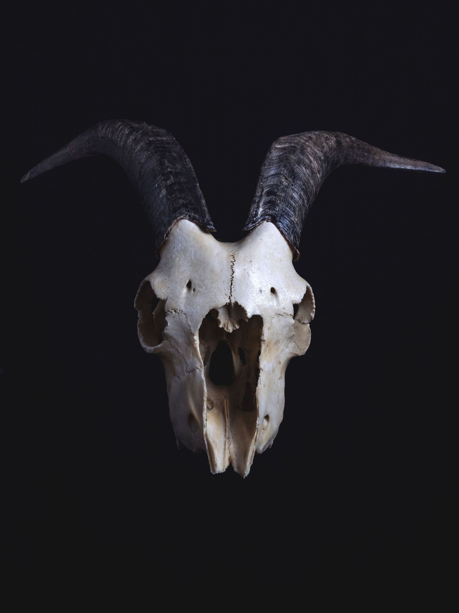 Black goat skull with curved horns on a dark background