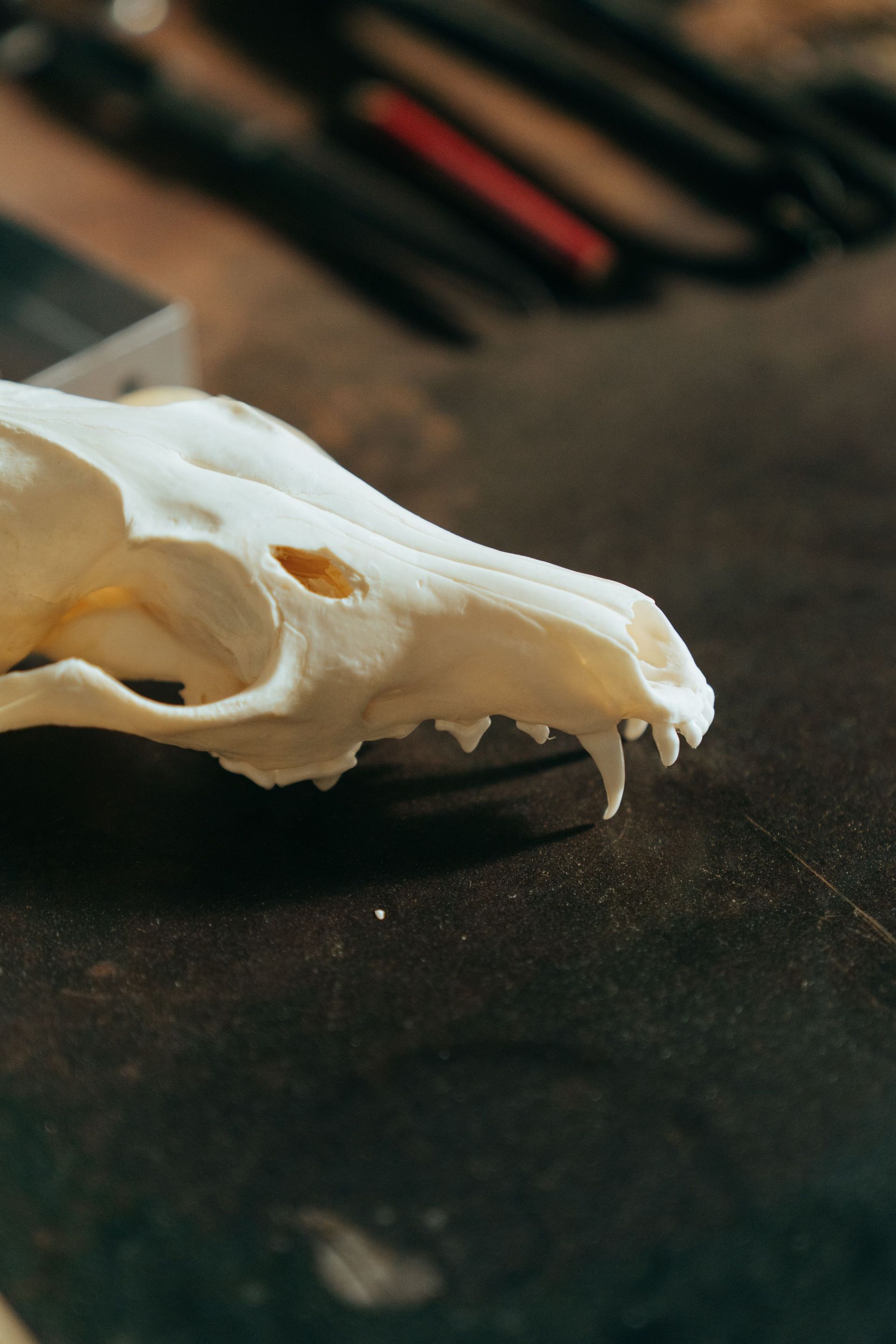White animal skull with teeth on a dark surface, with blurred tools in the background