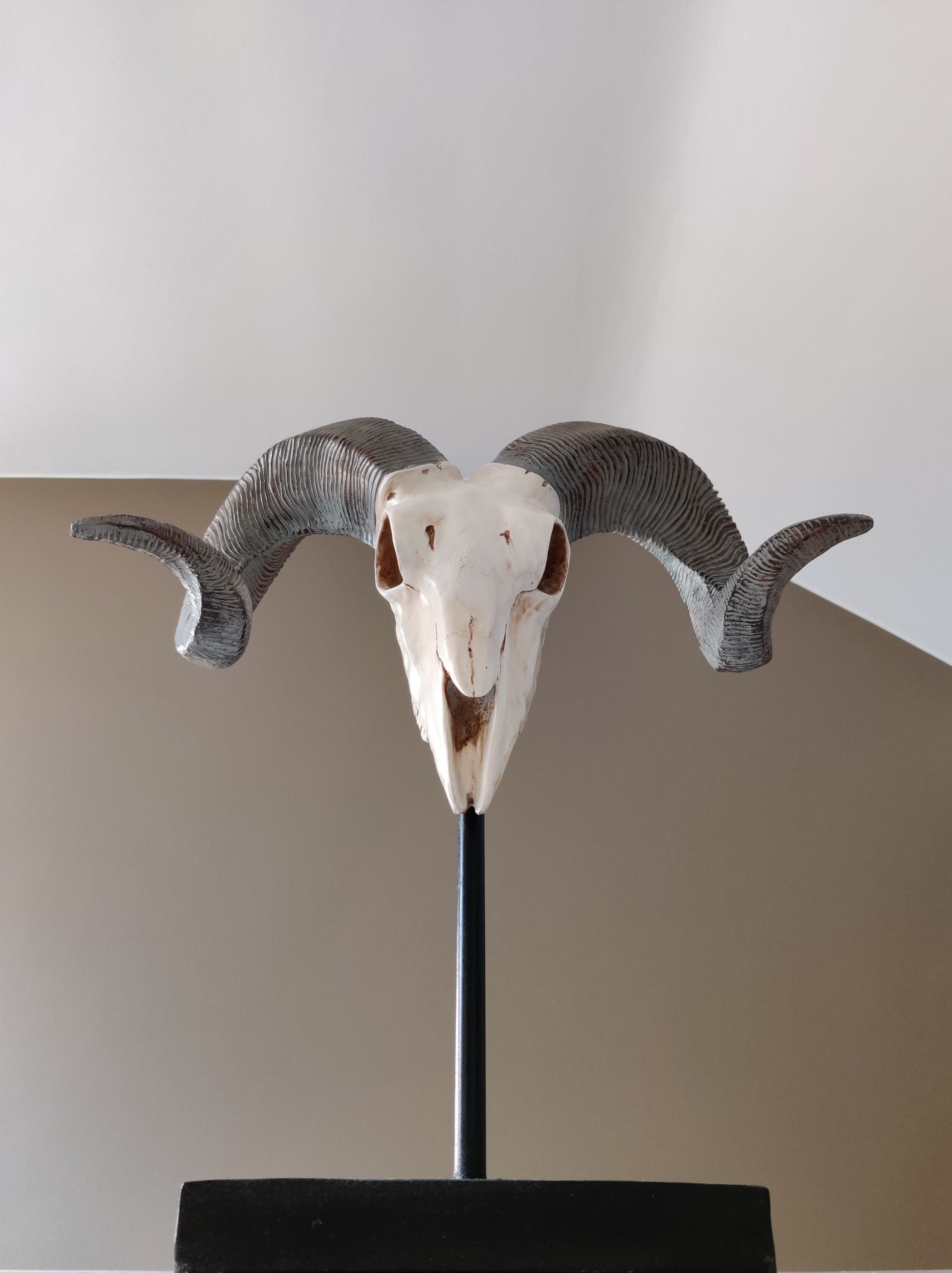 Ram skull with curved horns mounted on a black stand against a white wall
