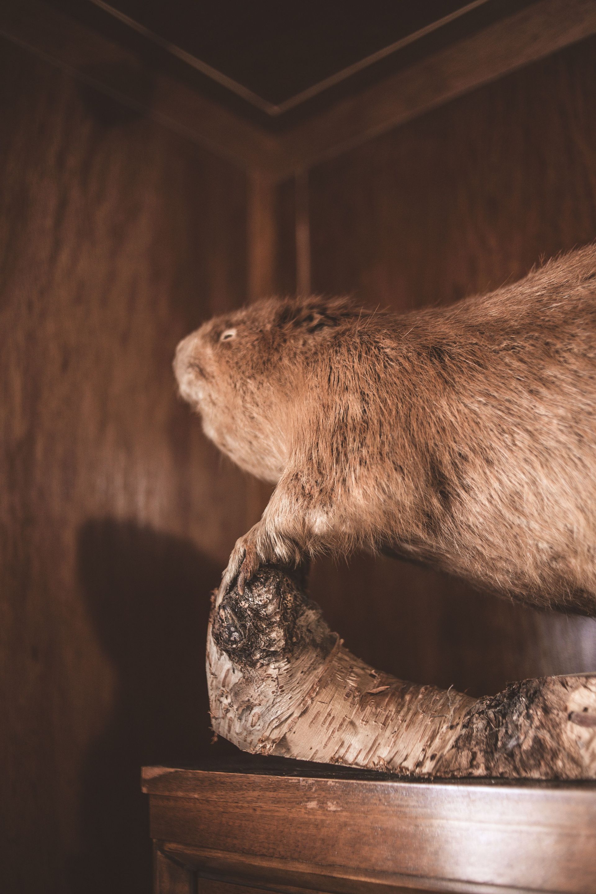 A taxidermy beaver mounted on a wooden shelf in a corner cabinet.