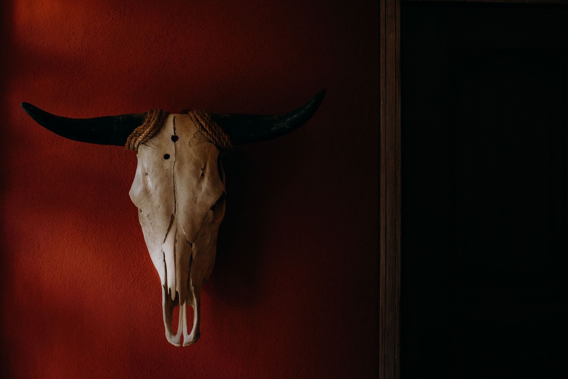 Cow skull mounted on a dark red wall, lit dramatically from the left.