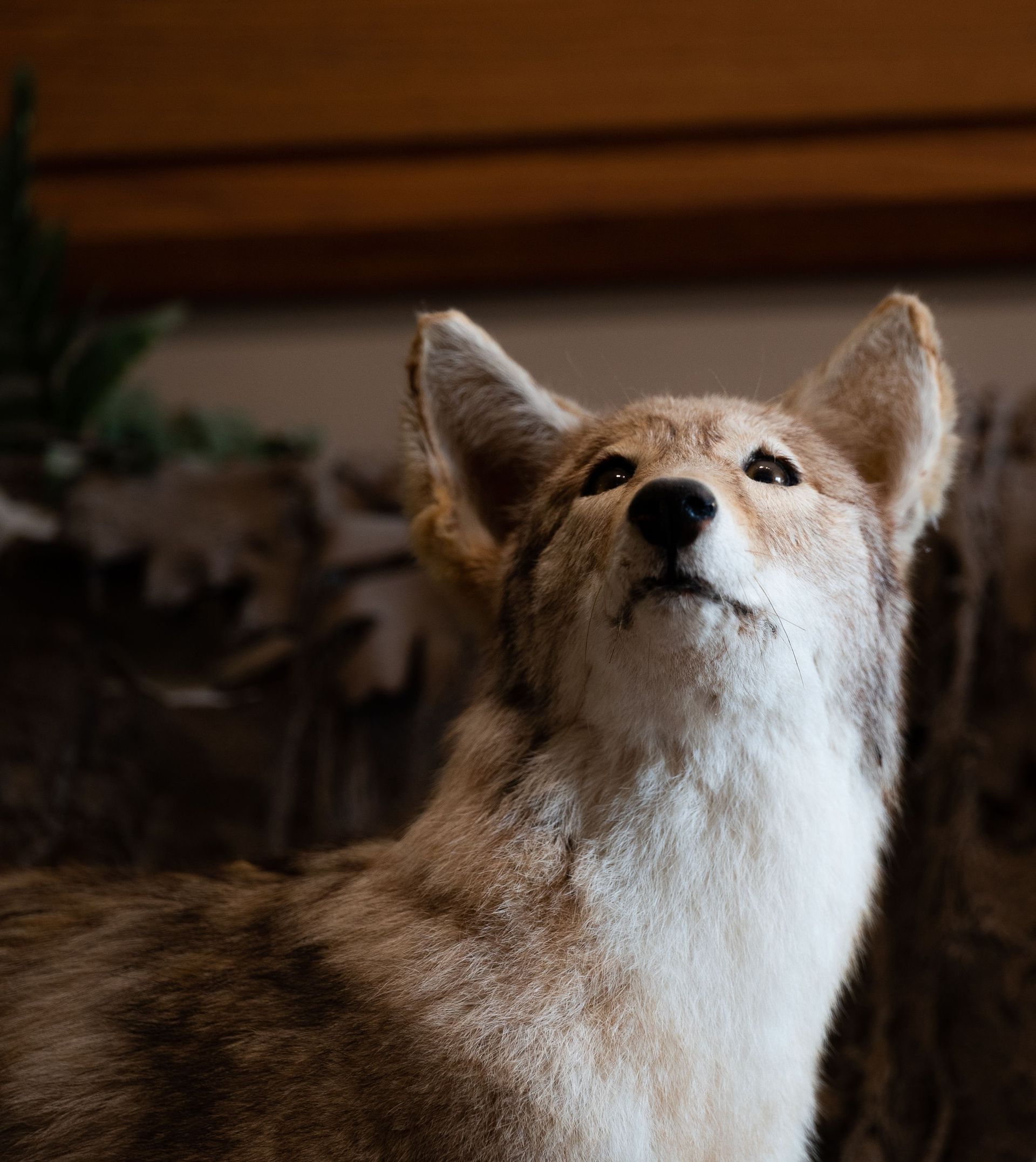 A tan fox looks upward indoors, with warm light on its face and ears.