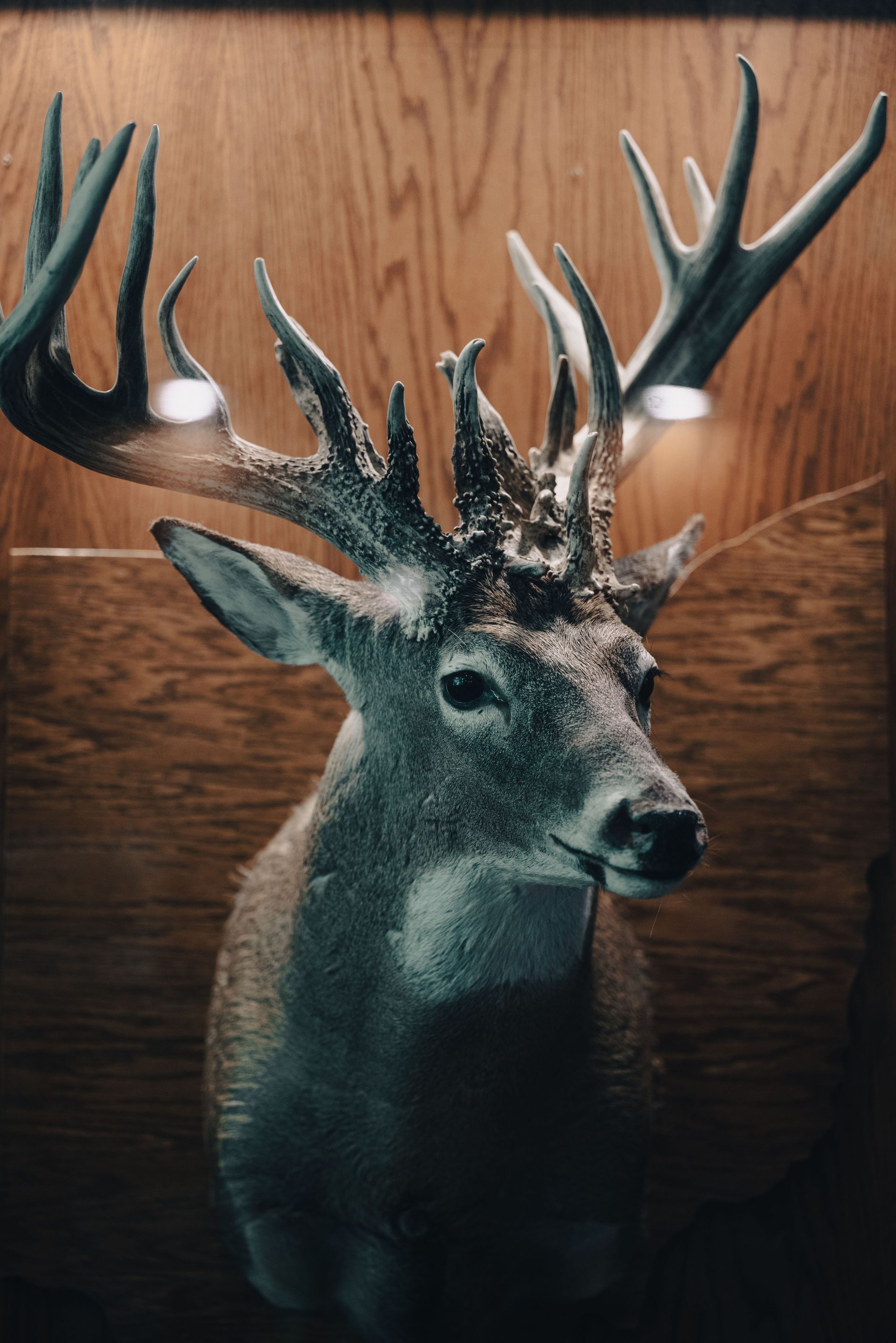 Taxidermied deer head with antlers mounted on a wood-paneled wall