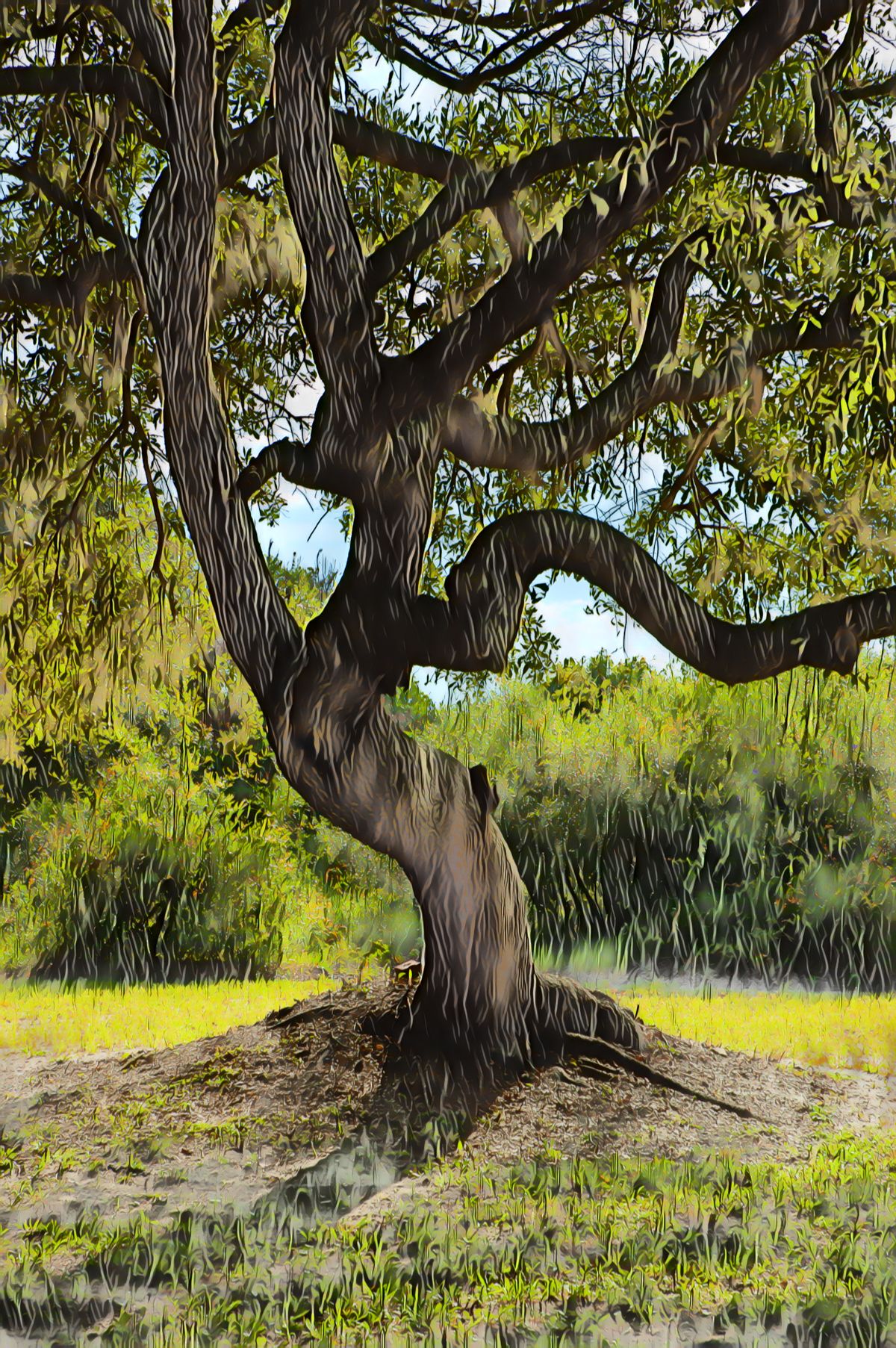A tree with a twisted trunk is sitting on top of a grassy hill.