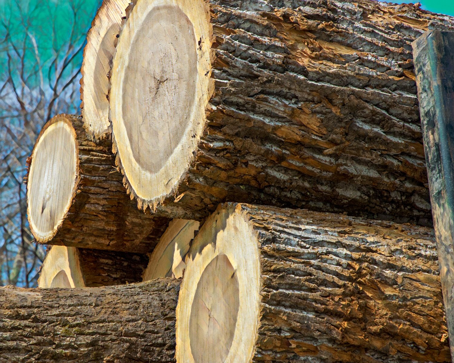 A pile of logs are stacked on top of each other