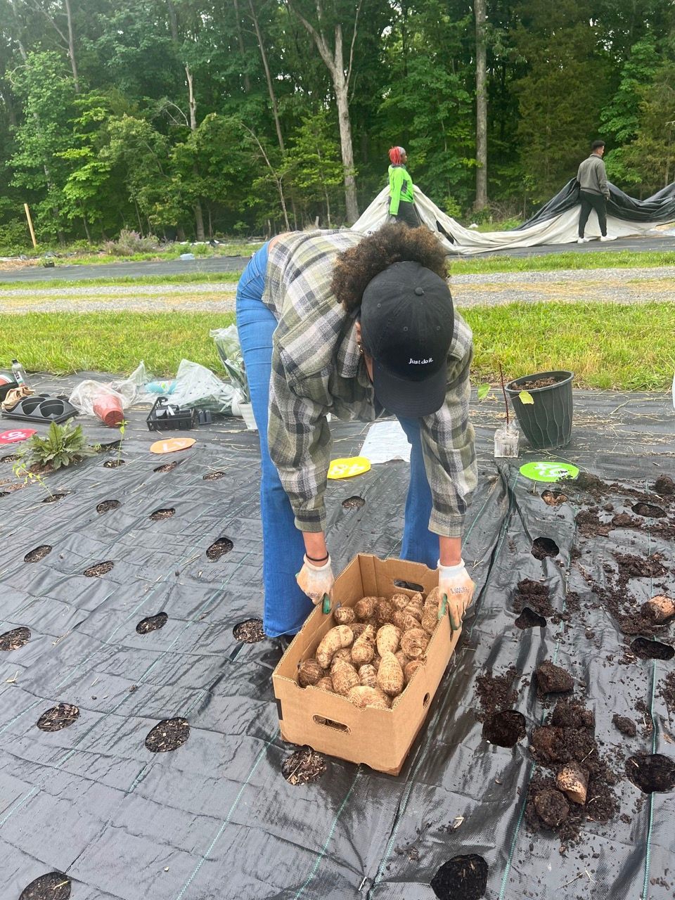 A woman is picking potatoes from a box in a field