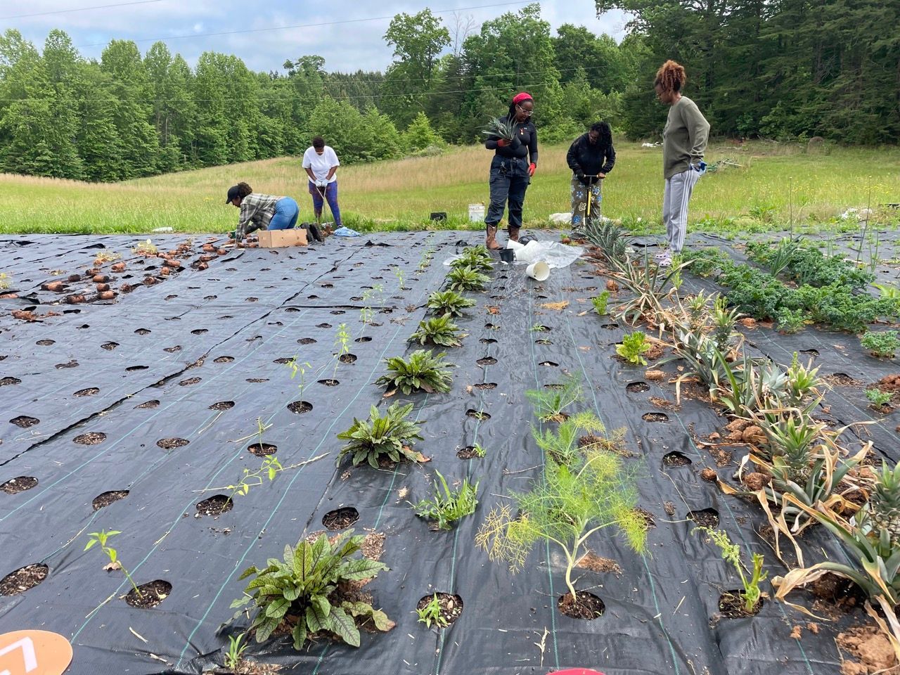 A group of people are working in a field of plants.