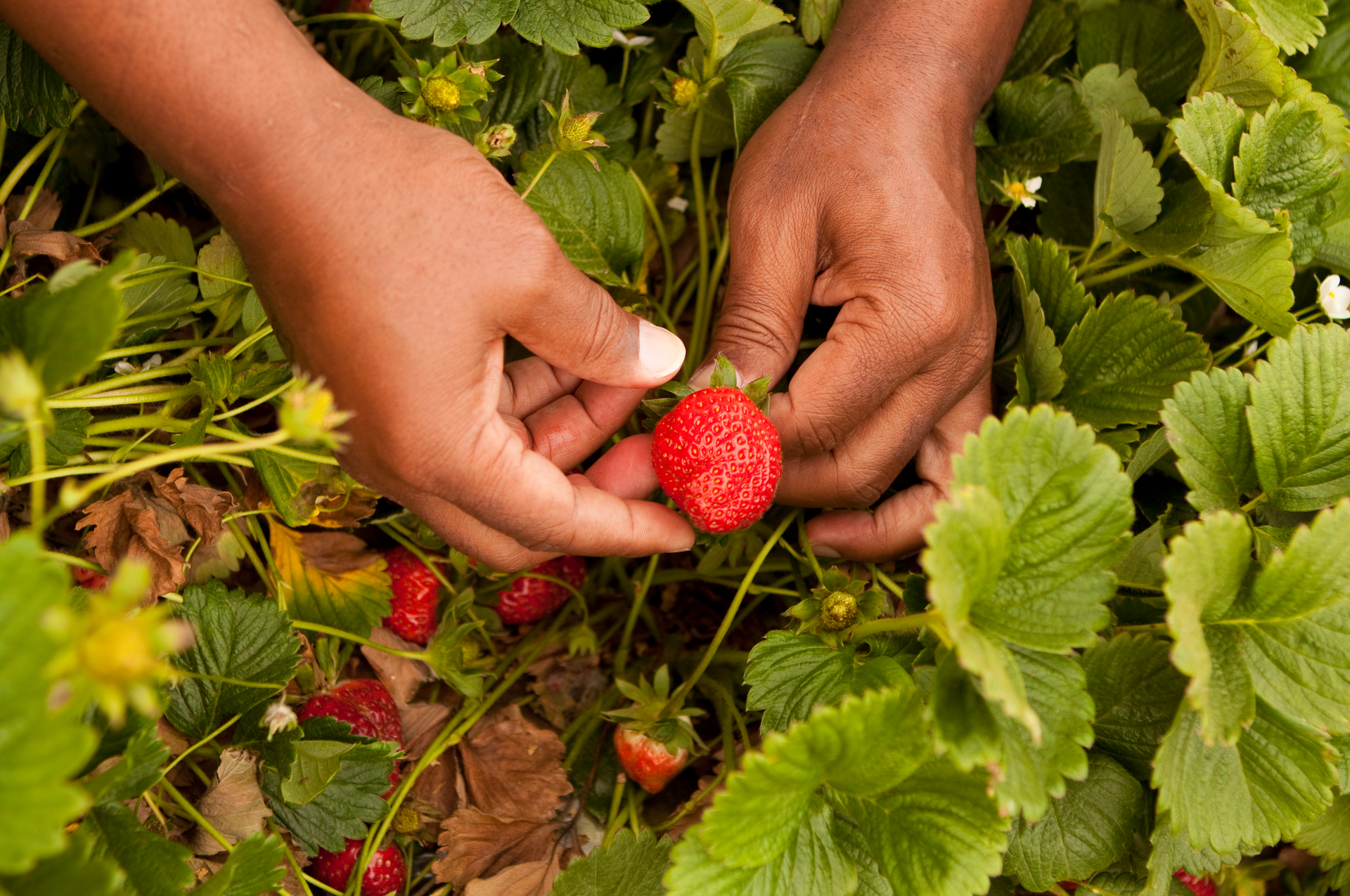 A person is picking strawberries from a plant