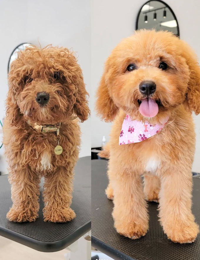 A before and after of a golden doodle dog groomed, wearing a collar and bandana; indoors.