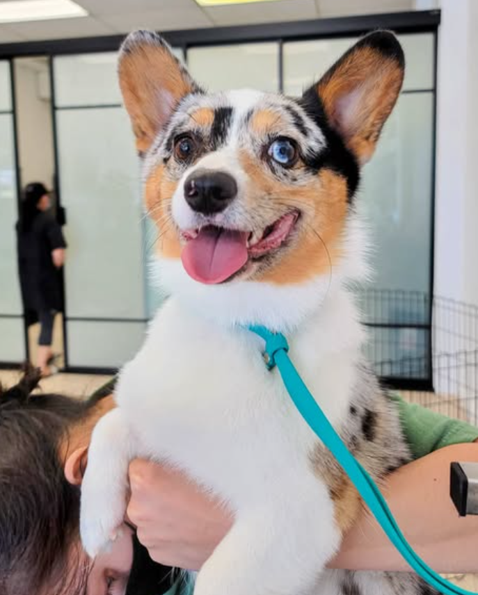 Blue merle corgi with a happy expression being held. It has one blue eye.