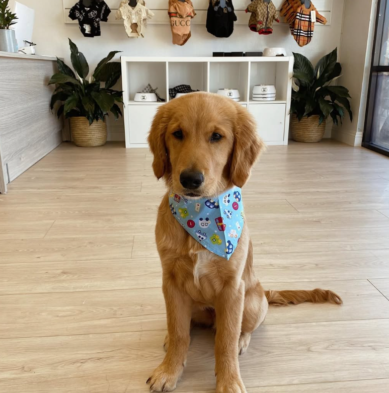 Golden retriever puppy wearing a blue bandana sits in a pet shop, clothing and plants in background.