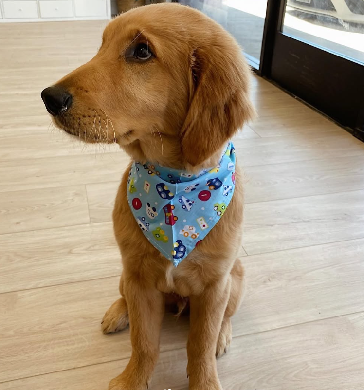 Golden retriever puppy wearing a blue bandana, sitting on a light wood floor, looking to the side.
