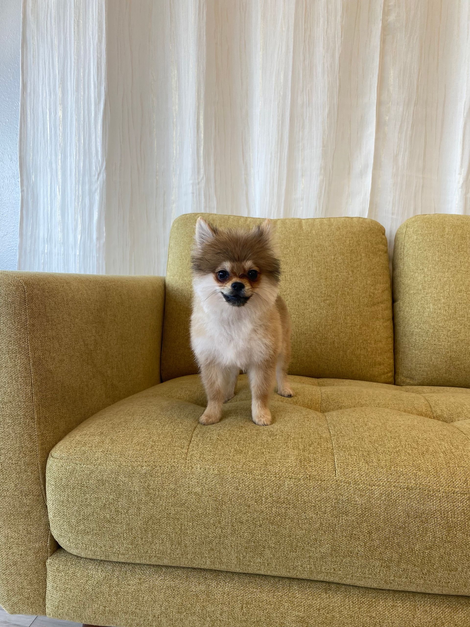 Pomeranian dog stands on a yellow couch. The dog has brown and white fur and looks at the camera.