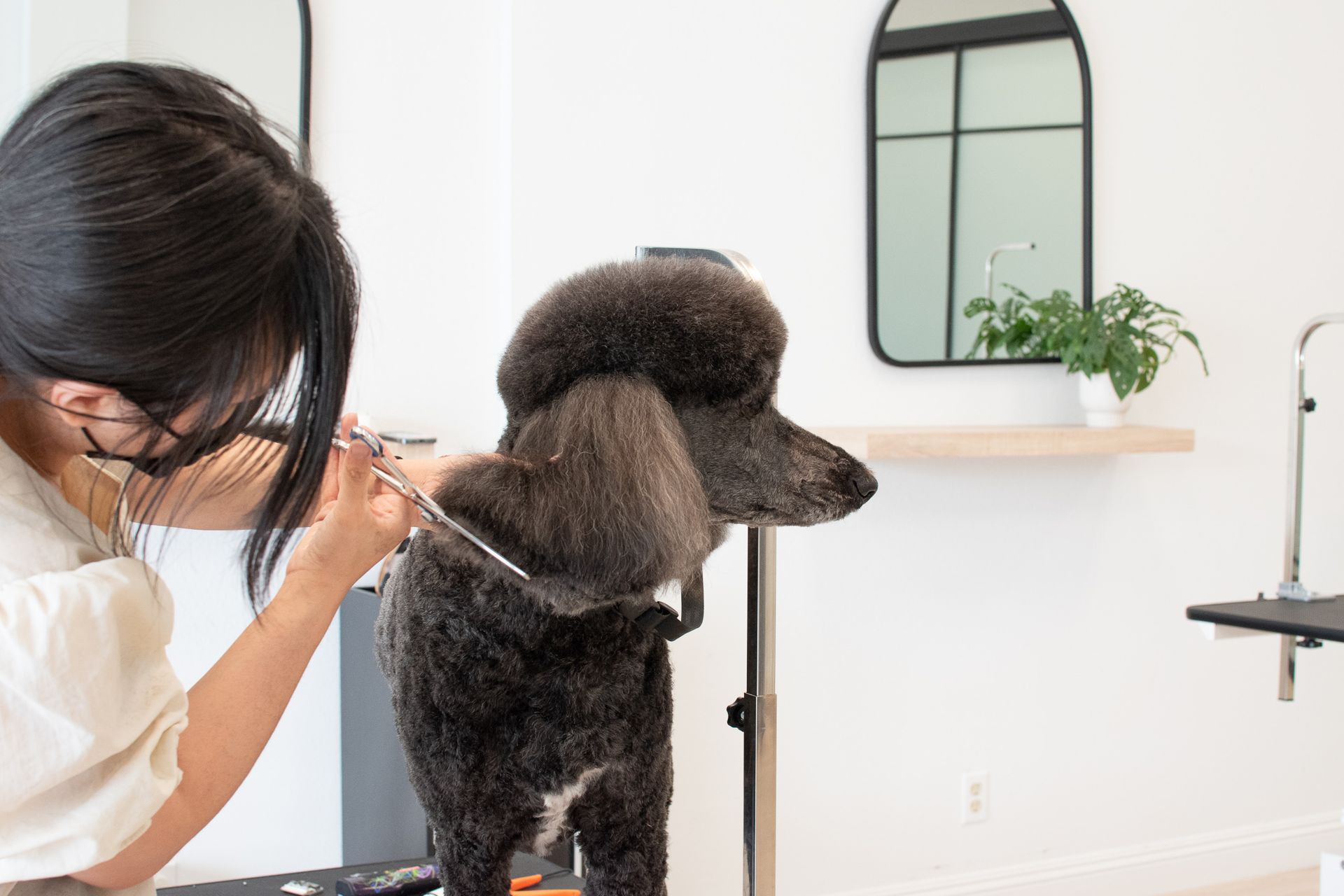 Groomer trimming a black poodle's fur in a bright salon with a mirror and plant.