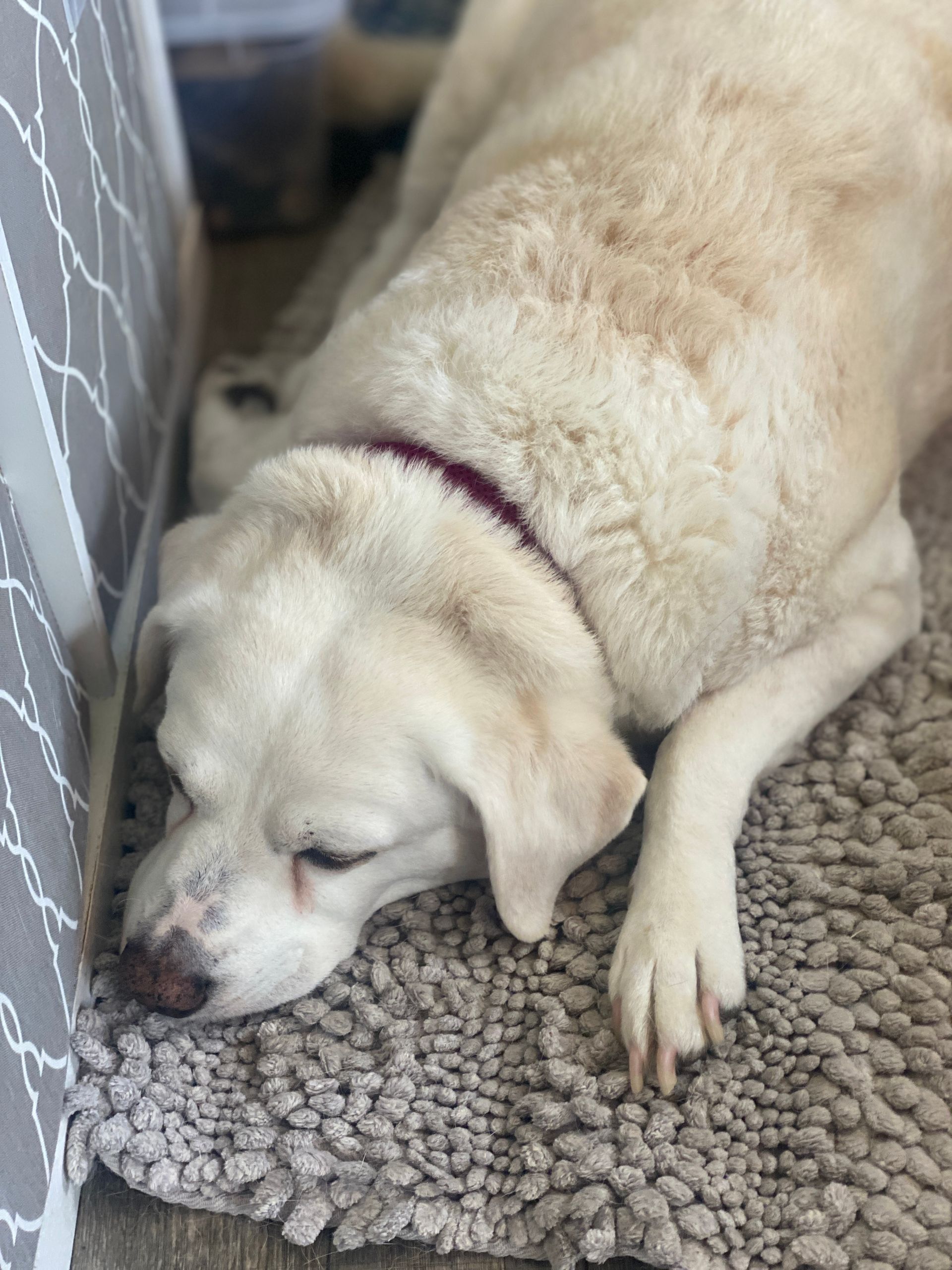 Cream-colored dog resting on a textured rug, wearing a purple collar.