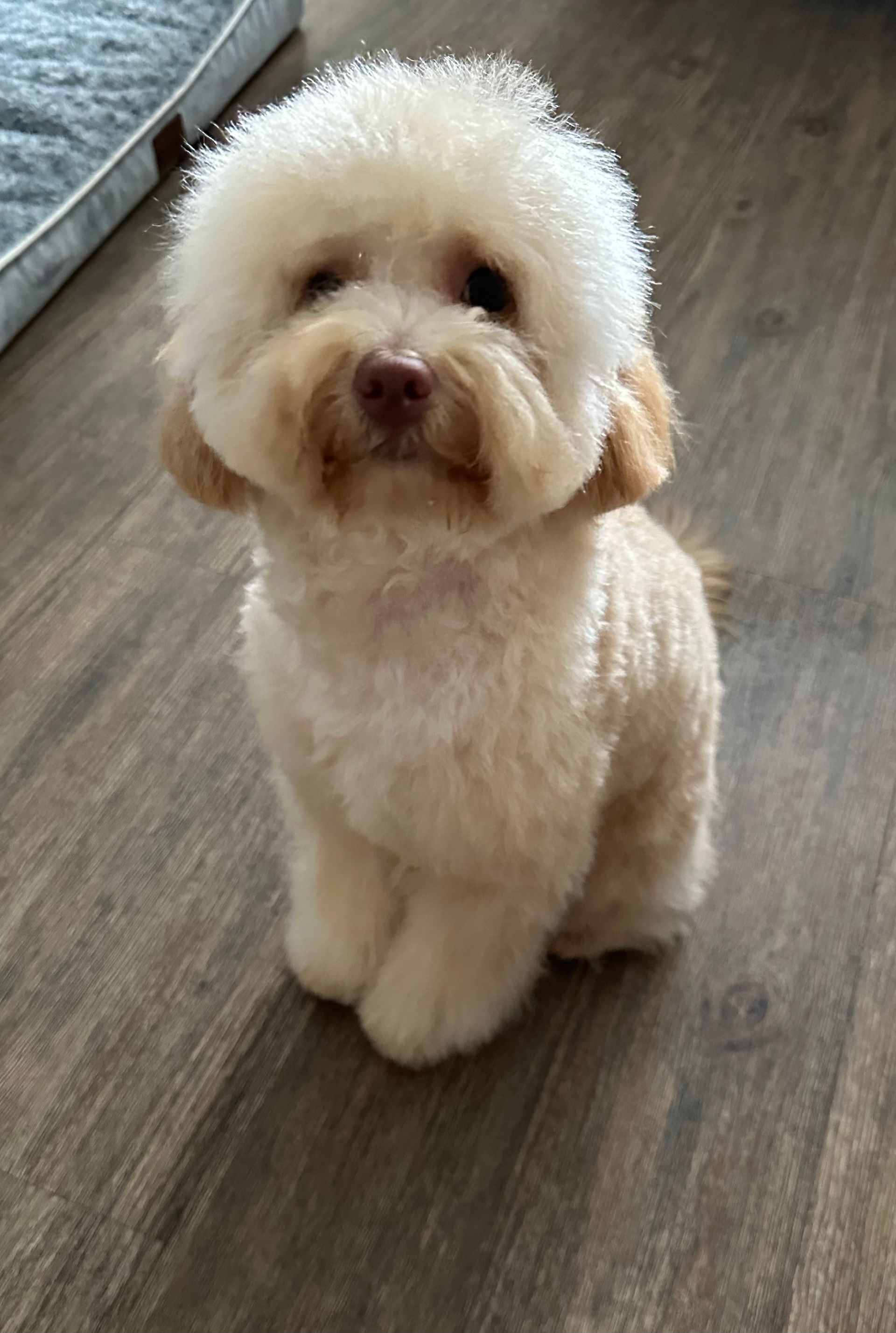 Cream-colored poodle with a teddy bear cut sits on a wooden floor, looking forward.