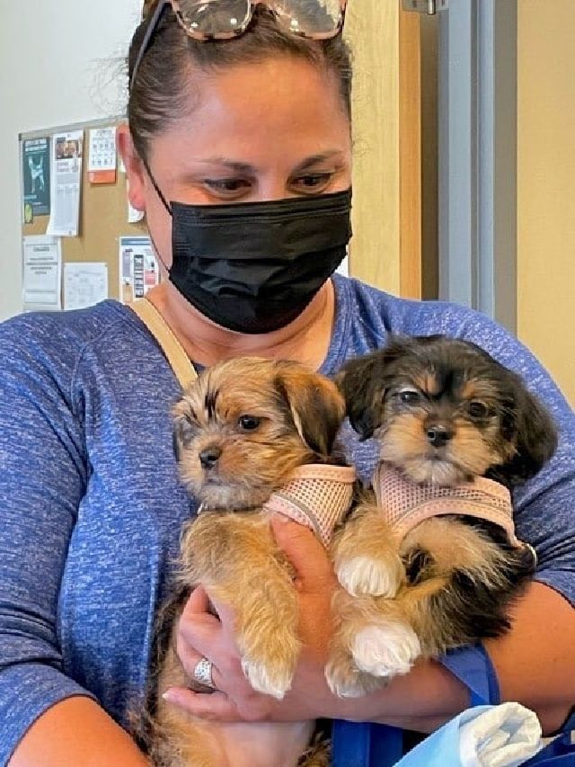 Holding Two Puppies — Kapolei, HI — Kapolei Pet Hospital