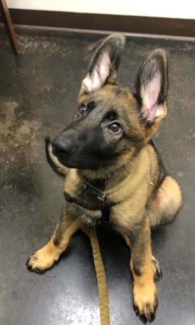 Dog Sitting — Kapolei, HI — Kapolei Pet Hospital