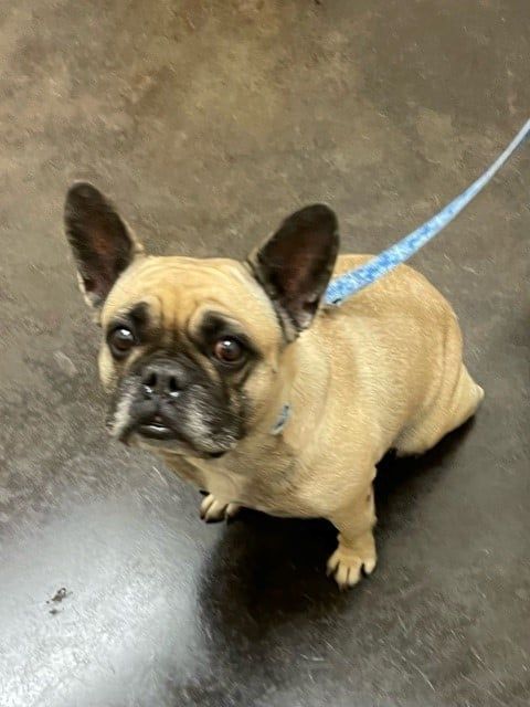 Little Dog Sitting — Kapolei, HI — Kapolei Pet Hospital
