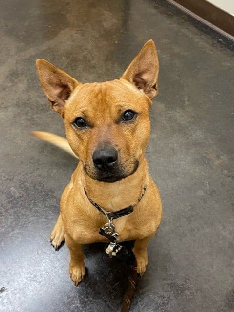 Cute Dog Sitting — Kapolei, HI — Kapolei Pet Hospital