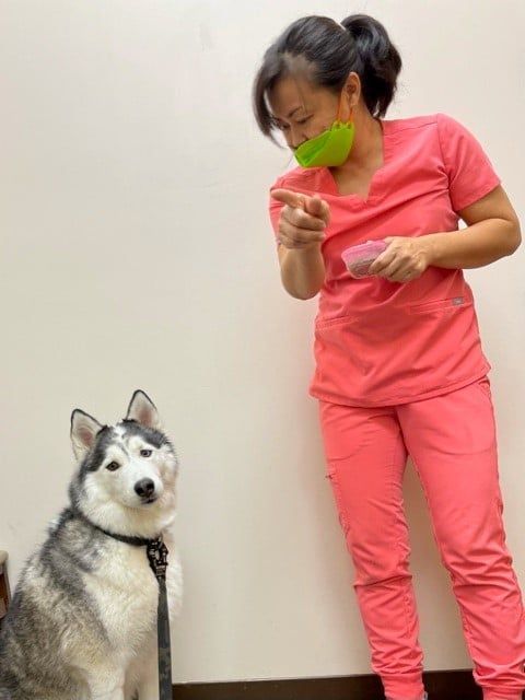 Teaching the Dog — Kapolei, HI — Kapolei Pet Hospital