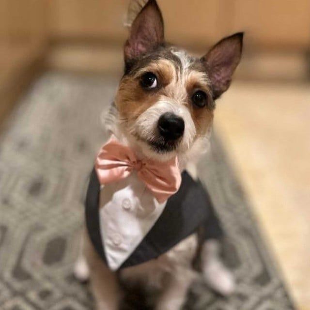 Dog with Suit and Bow — Kapolei, HI — Kapolei Pet Hospital