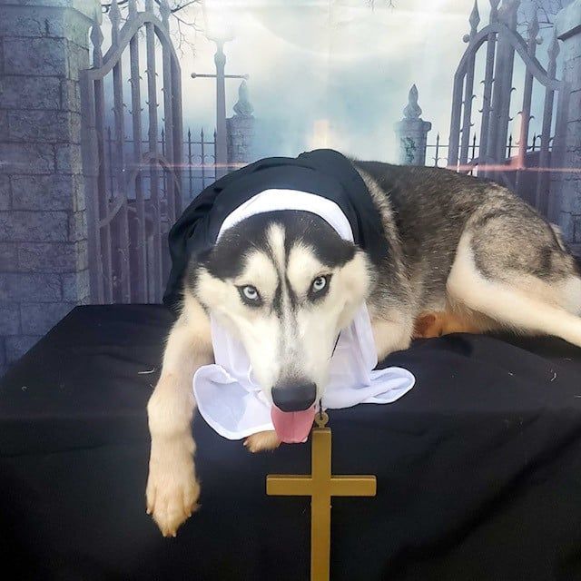 Dog Wearing Nun Uniform — Kapolei, HI — Kapolei Pet Hospital