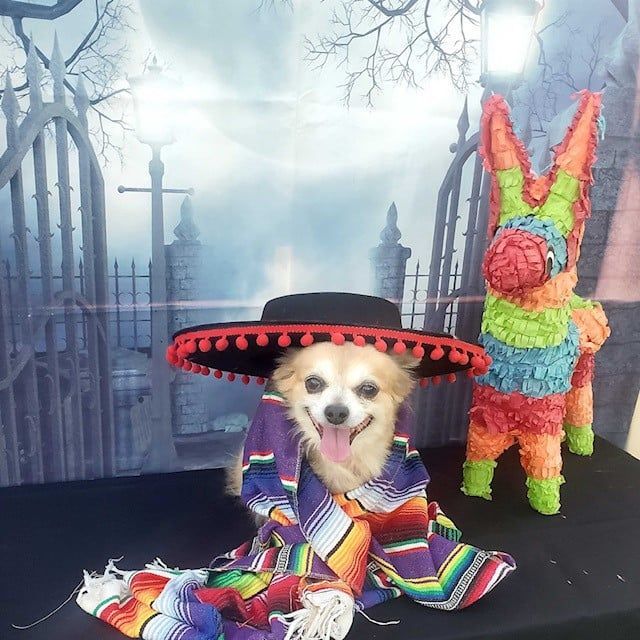 Dog Beside Piñata — Kapolei, HI — Kapolei Pet Hospital