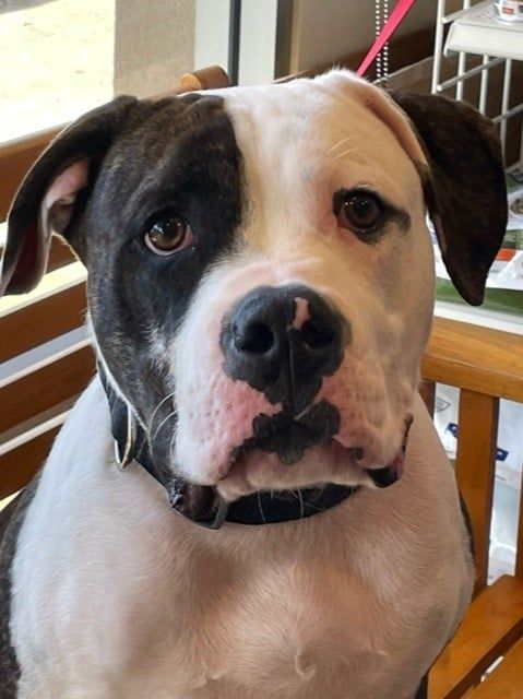 Black and White Colored Dog — Kapolei, HI — Kapolei Pet Hospital