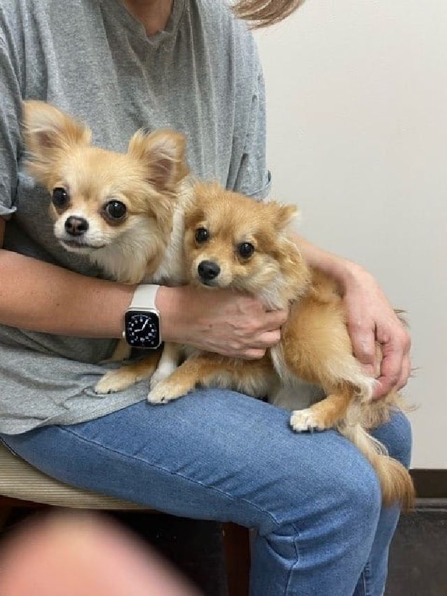 Two Dogs on the Lap — Kapolei, HI — Kapolei Pet Hospital