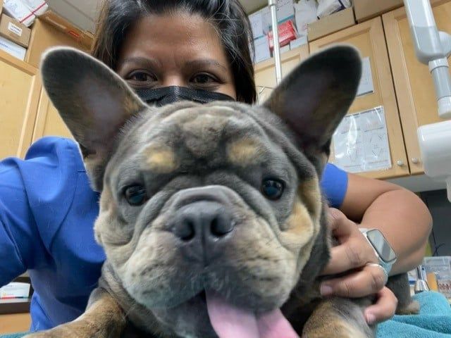 Dog with Tongue Out — Kapolei, HI — Kapolei Pet Hospital