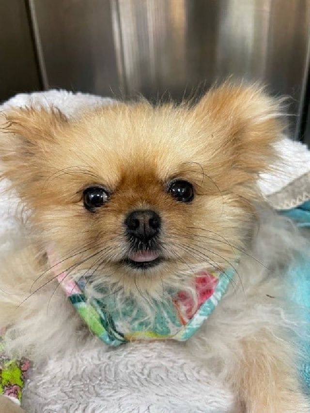 Dog with Bandana — Kapolei, HI — Kapolei Pet Hospital