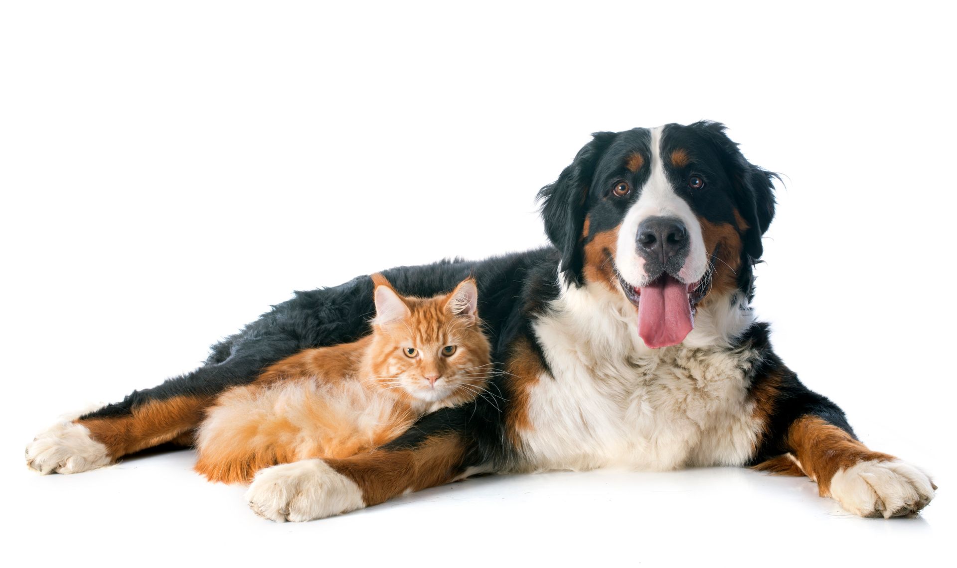Bernese Moutain Dog and Cat — Kapolei, HI — Kapolei Pet Hospital Bernese Moutain Dog and Cat — Kapolei, HI — Kapolei Pet Hospital