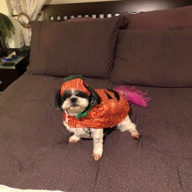 Dog Wearing Cute Costume — Kapolei, HI — Kapolei Pet Hospital