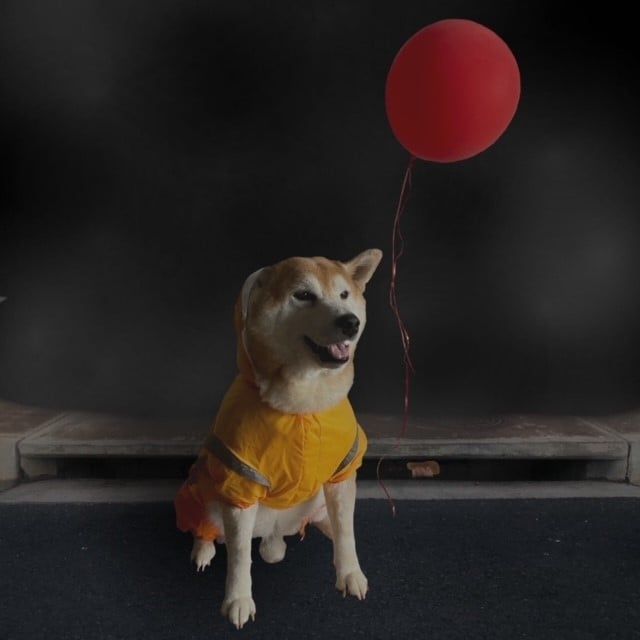 Dog Wearing Cute Costume with Balloon — Kapolei, HI — Kapolei Pet Hospital