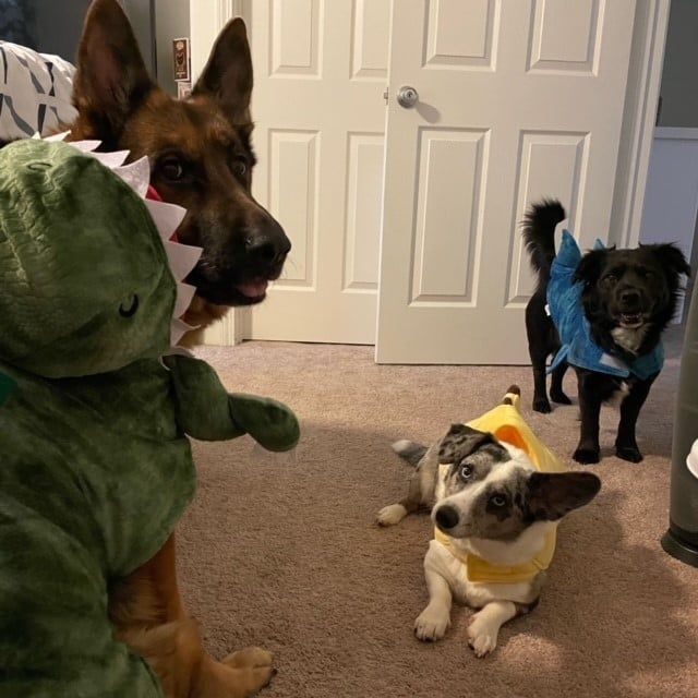 Dogs with Costumes — Kapolei, HI — Kapolei Pet Hospital