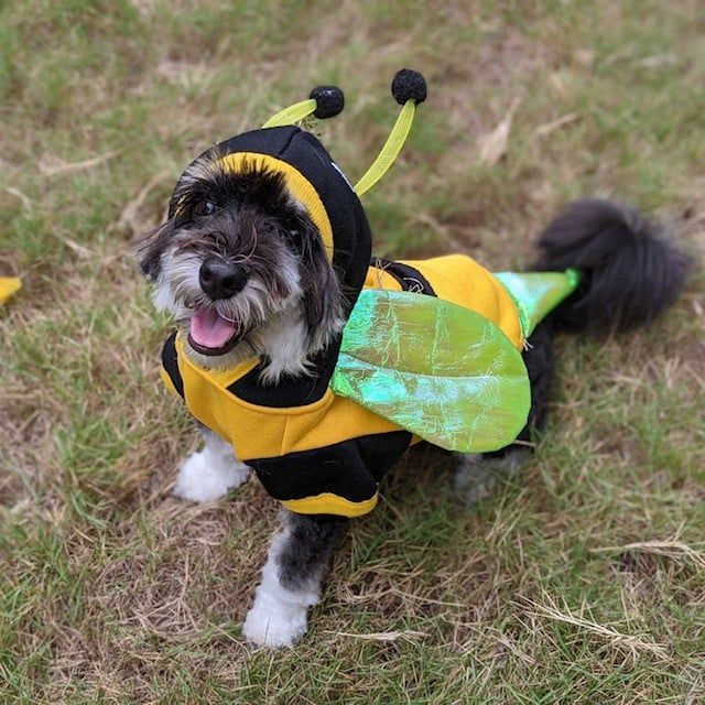 Dog with Bee Costume — Kapolei, HI — Kapolei Pet Hospital