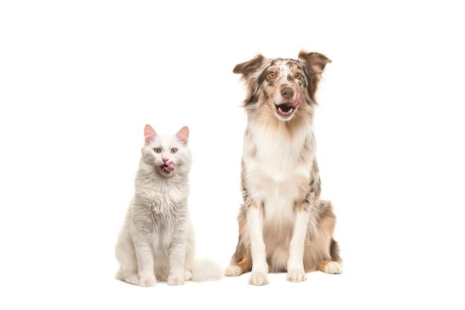 Cat and Dog Licking their Lips — Kapolei, HI — Kapolei Pet Hospital Cat and Dog Licking their Lips — Kapolei, HI — Kapolei Pet Hospital