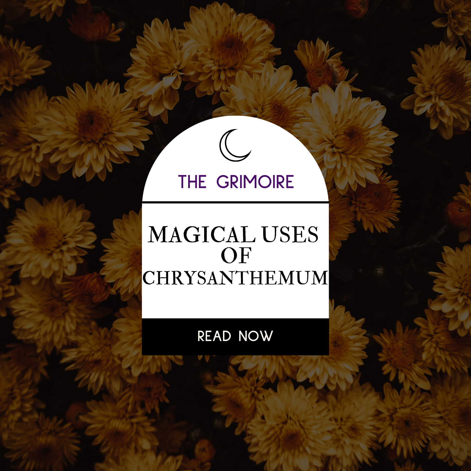 A sign that says the grimoire magical uses of chrysanthemum read now