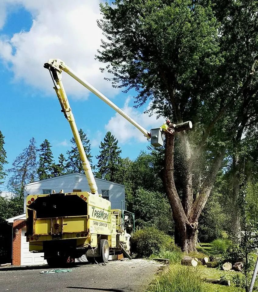 Tree-trimming crew using a bucket truck to prune a tall tree beside a house on a sunny day