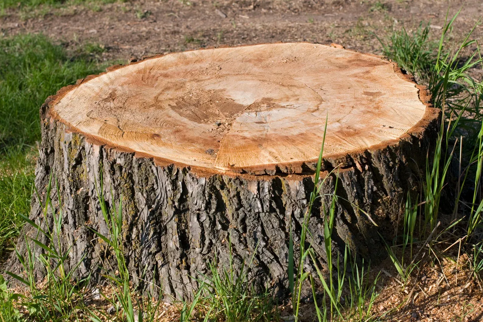 Freshly cut tree stump in a grassy outdoor area, with rough bark and exposed wood top.